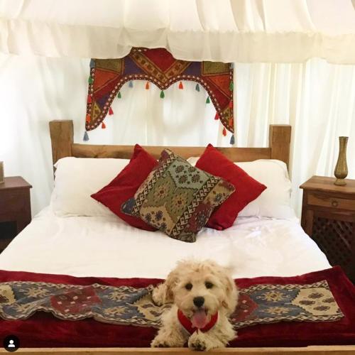 a dog is sitting on a bed at Elessar Yurt Village in Hawkley