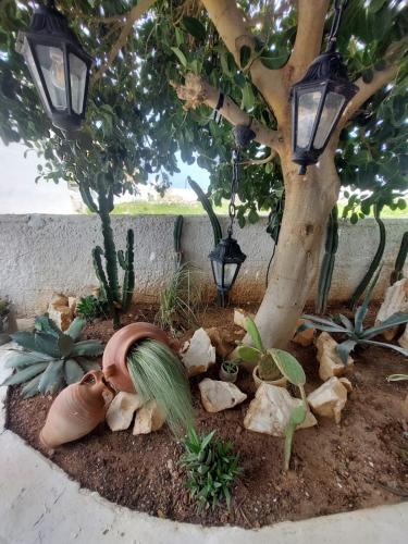 a garden with lights and a tree and rocks at George's point of view in Naousa