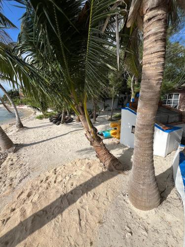 a group of palm trees on a sandy beach at Casa Cenote Hotel in Tankah