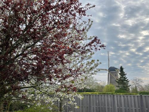 a flowering tree with a windmill in the background at Gastenverblijf bij de Buuren in Dirksland