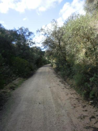 a dirt road with trees on either side at Complejo Pueblo Blanco in Olvera