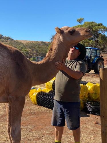 a man standing next to a camel at Sandalwood Downs Fabulous Farm Stay TOODYAY in Toodyay