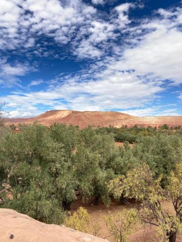 a group of trees in the middle of a field at Dar adiafa dar asalam in Aït Benhaddou