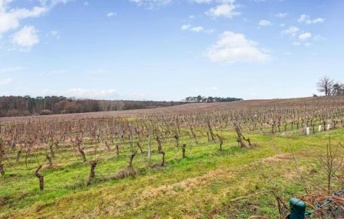 a vineyard with trees in a grassy field at Nice Home In Schenkendöbern With Wifi in Schenkendöbern