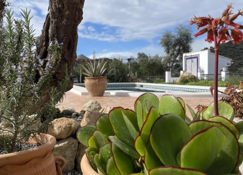 a garden with plants and a swimming pool at Finca Valle Verde in Alora