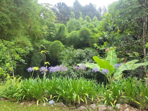 a garden with purple flowers and green plants at The African Lily in Kingston