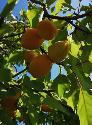 a bunch of fruit on a tree with leaves at Casa degli Albicocchi - near Venice - whole house with garden and free Prkg in Spinea