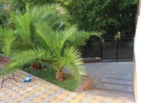 a palm tree in a courtyard with a fence at Guest House Villa Nadezhda in Lazarevskoye