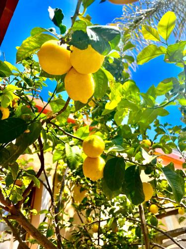 a bunch of yellow fruit hanging from a tree at Casa Klod Ibiza in Ibiza Town