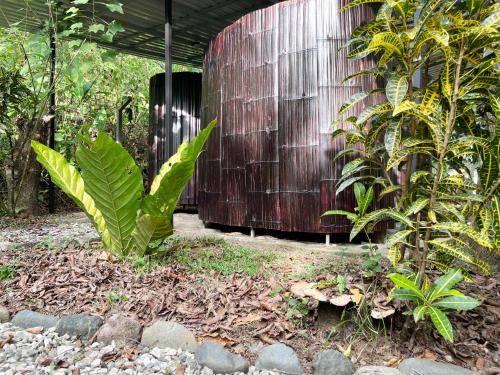 a large green plant in front of a building at Templo del Tigre in Dos Brazos