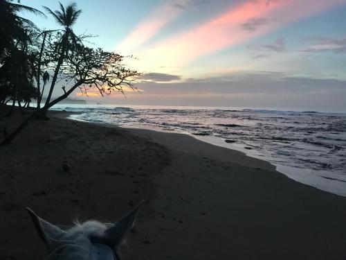 a horse standing on a beach with the ocean at All Private Villa, Pool, HOT Jacuzzi, Magic Jungle Garden, Cocles Beach in Cocles
