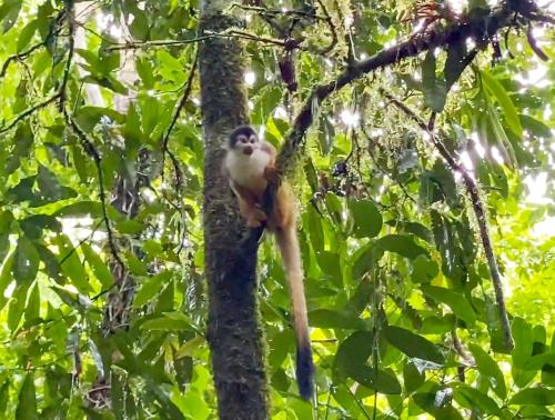 a monkey is sitting on a tree branch at Templo del Tigre in Dos Brazos
