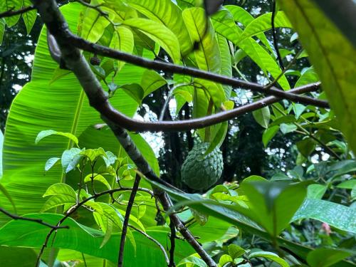 a banana tree with a bunch of green leaves at Templo del Tigre in Dos Brazos