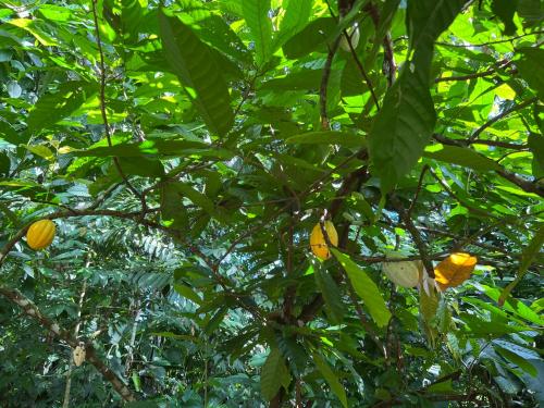 a tree with yellow flowers and green leaves at Templo del Tigre in Dos Brazos