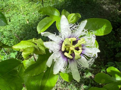 a white and purple flower on a green plant at Templo del Tigre in Dos Brazos