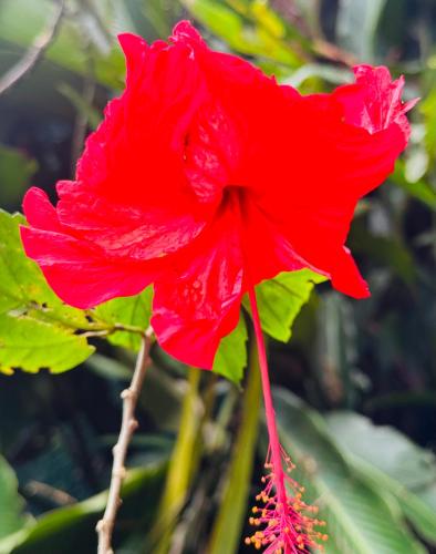 a bright red flower is shown with green leaves at All Private Villa, Pool, HOT Jacuzzi, Magic Jungle Garden, Cocles Beach in Cocles