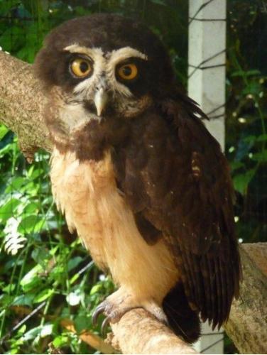 a brown owl sitting on a tree branch at All Private Villa, Pool, HOT Jacuzzi, Magic Jungle Garden, Cocles Beach in Cocles