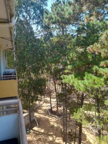 een uitzicht op een bos van bomen vanuit een huis bij Departamento en el Tabo in El Tabo