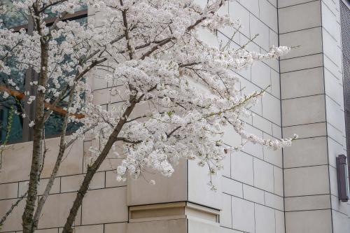 a tree with white flowers in front of a building at Midtown Shangri-La, Hangzhou - around 5 minutes walking distance to West Lake in Hangzhou
