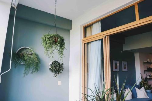 two potted plants hanging on a blue wall at Modern Condo in Casa de Campo in La Romana