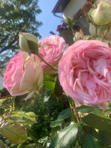 a group of pink roses on a tree at Cottage Larris - proche Aéroport - navette Gare in Beauvais