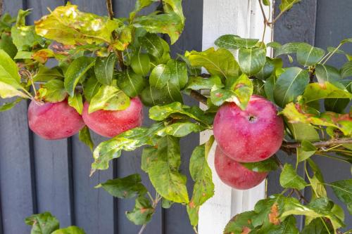 a bunch of apples hanging from a tree at The Adelphi in Christchurch