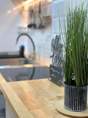 a potted plant sitting on a counter in a kitchen at Luna y Sol in Valencia