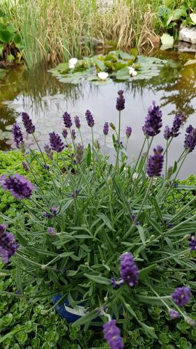 une bande de fleurs violettes devant un étang dans l'établissement La petite parenthèse, à Muides-sur-Loire