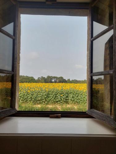une fenêtre ouverte donnant sur un champ de fleurs jaunes dans l'établissement Haou de campagne, à Peyre