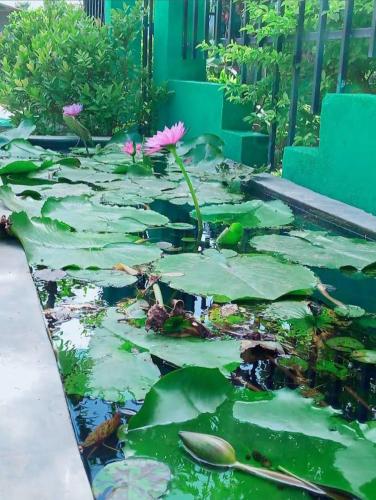Gambar di galeri bagi Bundala Swan cottages di Hambantota
