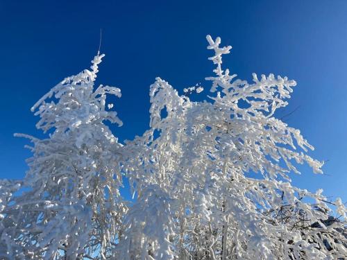 a snow covered tree against a blue sky at Apartment mit Wintergarten und Terrasse in ruhiger Lage im schönen Taunus in Glashütten