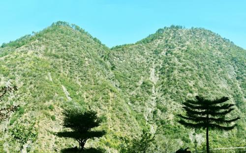 twee bomen voor een berg bij Vamoose AR Resort in Chamoli