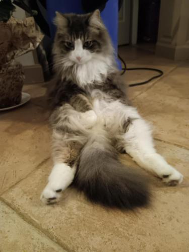 a gray and white cat laying on the floor at La Margottière chez isa et titi in Rians