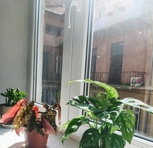 Balkón nebo terasa v ubytování Friendly little studio