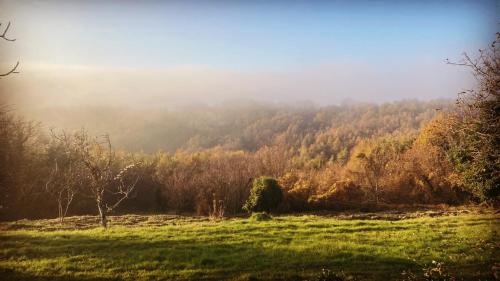 a foggy field with trees in the background at Norbin in Gračišče
