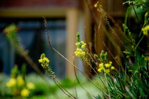 a group of yellow flowers in front of a building at Kigali Village Suites in Kigali