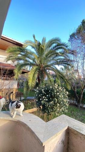 un gato sentado en una pared junto a una palmera en Hukukçular Sitesinde, en Büyükçekmece