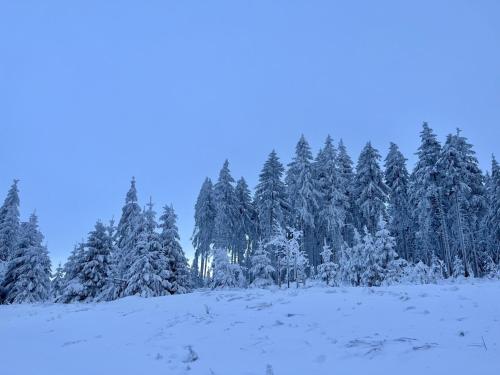 a group of trees covered in snow at Holiday Home Aurora-2 by Interhome in Kurort Steinbach-Hallenberg