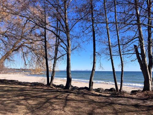 a group of trees on a beach near the water at Lakeshore aptMuskoka in the city in Mississauga