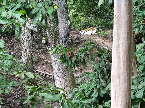 Zahrada ubytování Edén Los Abuelos 2 - Casa Privada en Minca Nature