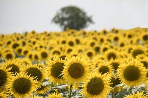 a field of sunflowers with a tree in the background at Logis La Tour - Gîte Orangerie in Saint-Laurent-de-la-Salle