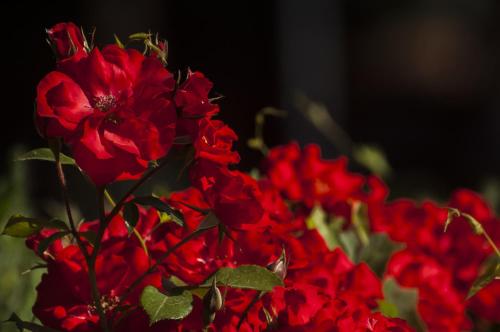 a bunch of red flowers in a vase at Hotel Kursaal in Passignano sul Trasimeno