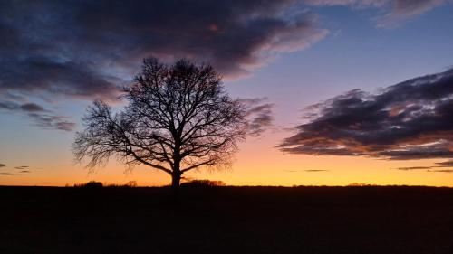 a tree in the middle of a field at sunset at Chambres d'Hôtes La mésange à tête Bleue in Pierre-de-Bresse