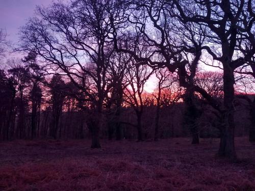 a group of trees with a sunset in the background at The Bungalow, Forest of Dean in Coleford