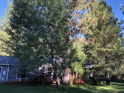 un gran árbol frente a una casa en Tahoe Cottage perfect for couples and outdoor enthusiasts, en South Lake Tahoe