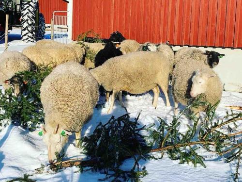 a herd of sheep grazing in the snow at Lammastilan laavu - Lean to Inarin tila in Salo