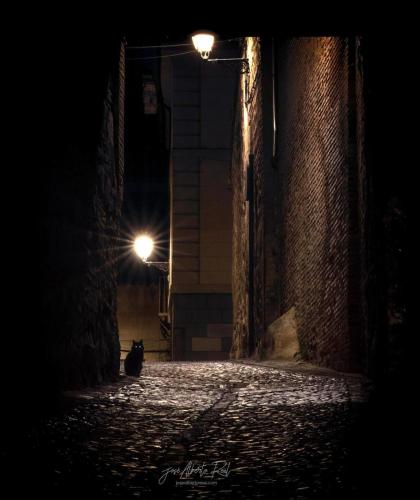 a cat sitting in an alley at night at La Madriguera de Toledo in Bargas