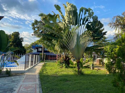a palm tree in the yard of a house at hotel Vila orlanda finca hotel eventos in Montería