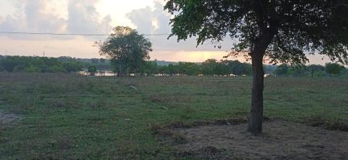 drzewo pośrodku pola w obiekcie Nilaveli Irakkandy Lagoon Tent Campground w mieście Walauttu