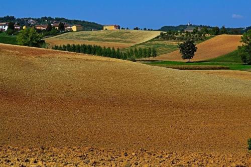 a field of dirt with trees in the background at Cascina Manu in Rosignano Monferrato